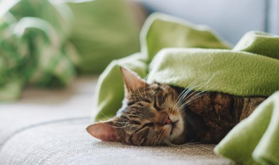Cat snuggled on couch