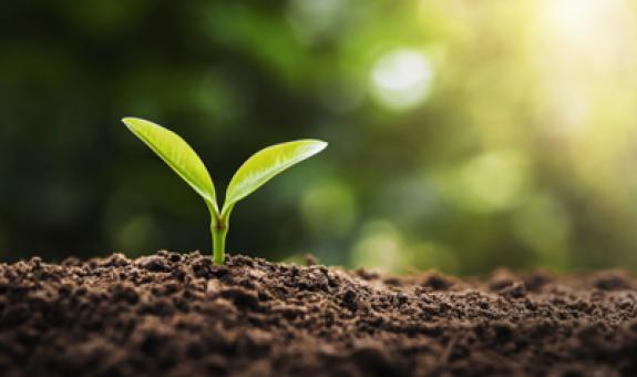 Image of sprouted seedling 